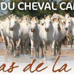Maison Du Cheval Camargue