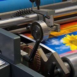 Mangold Graphique