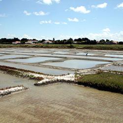 Marais Salants De La Bonne Pogne