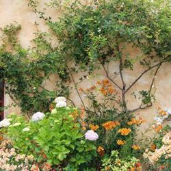 Marazur Immobilier