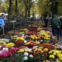 Marché Aux Chrysanthémes
