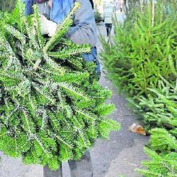 Marché Aux Sapins De Noël