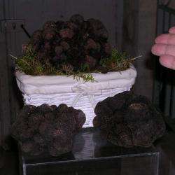 Marché Aux Truffes