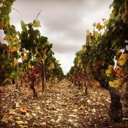 Domaine Marini