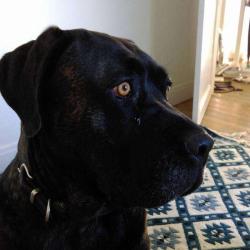 Mon Chien Mon Ami