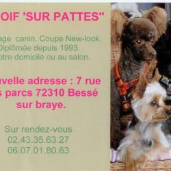 Coif Sur Pattes