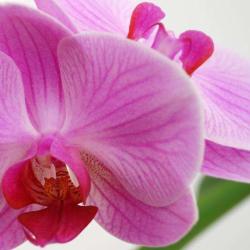 Massage Ayurvédique Perpignan
