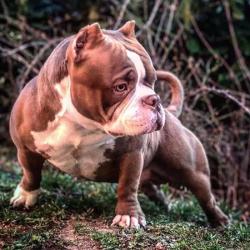 Mb Bully Camp