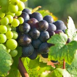 Mb Filisetti, Travaux Agricoles Et Viticoles à Pignans