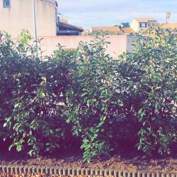 Mediterranee Horizon Vert