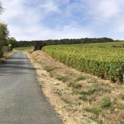 Ménétréol Sous Sancerre