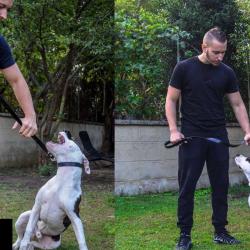 All Dog Education