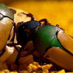 Micropolis La Cite Des Insectes