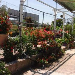Mirabeau Plantes