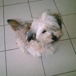 Mognetti François