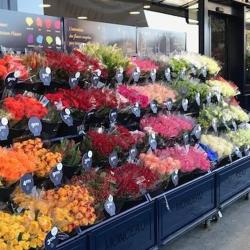 Monceau Fleurs