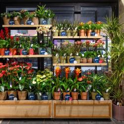Monceau Fleurs