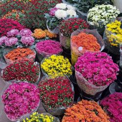 Monceau Fleurs