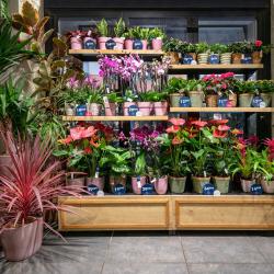 Monceau Fleurs
