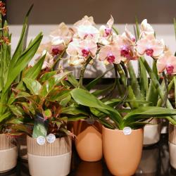 Monceau Fleurs