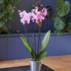 Monceau Fleurs