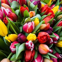 Monceau Fleurs