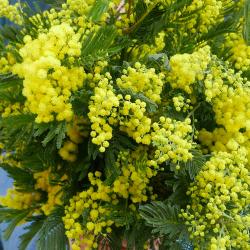 Monceau Fleurs