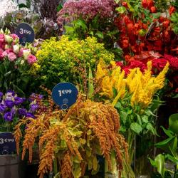 Monceau Fleurs Plabennec