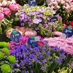 Monceau Fleurs