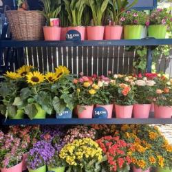 Monceau Fleurs