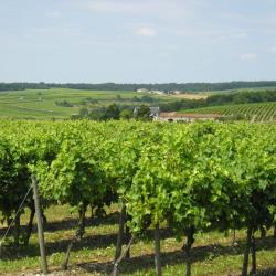 Monnereau Immobilier