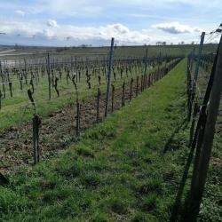 Domaine Henri Gsell