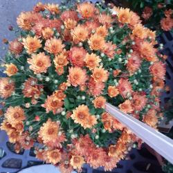 Morgan Page Fleurs