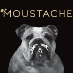 Glaces Moustache-artisan Glacier