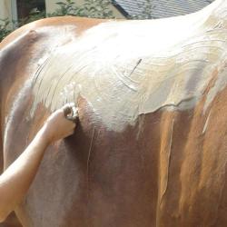 Moutiez E. Physio-massothérapie Equin