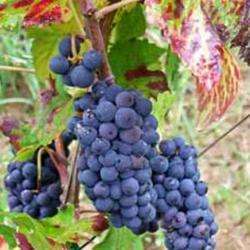 Domaine Muller Deiss
