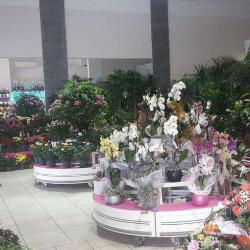 Multi-fleurs