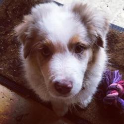 Muriel Maurin Education Canine