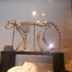 Musée Bernard D'agesci