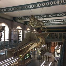 Musée D'histoire Naturelle