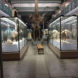 Musée D'histoire Naturelle