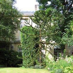 Musee Flaubert Et Histoire De La Medecine