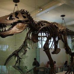 Museum Histoire Naturelle