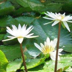 Nature De Cheveux
