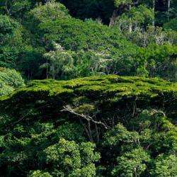 Nature De Guyane