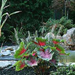 Nature Et Deco