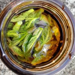 Naturopathe Pau - Charlotte Boulanger - La Santé Par La Nature