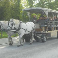 Navette Hippomobile La Maringote