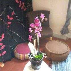 Nectoux