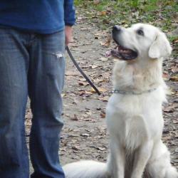 Nice Dog Education